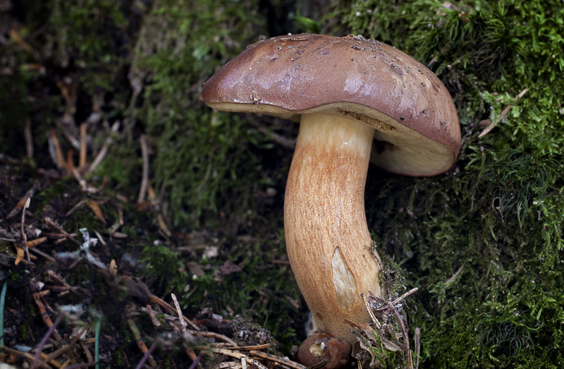 Boletus badius